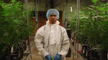Profesyonel esrar yetiştiricisi koruyucu giysiler giyip serada poz veriyor - 4K Yatay