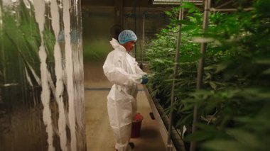 Bir yetiştirme odasında esrar bitkileriyle ilgilenen koruyucu kıyafetli profesyonel işçi - 4K Yatay