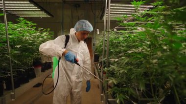 Profesyonel bir işçi, tıbbi kenevir bitkileriyle ilgileniyor. Kapalı alanda yetişiyor - 4K Yatay