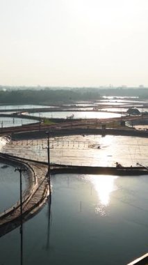 Karideslerin şafak vakti esaret altında büyüdüğü insansız hava aracı görünümlü bir su ürünleri bitkisi.