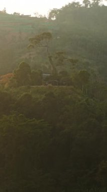 Güneş ışığı Tayland 'da gün doğumunda bir tepede büyüyen tropikal bir ormanı aydınlatır.