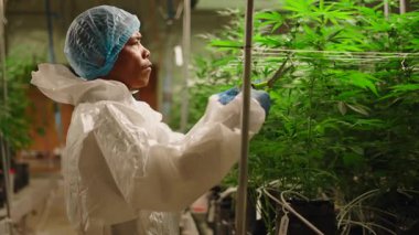 Kapalı bir kenevir çiftliğinde marihuana yapraklarını buduyor - 4K Yatay