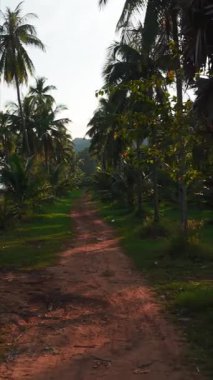 Palmiye ağaçlarının arasından geçen kırmızı toprak yol Chumphon, Tayland 'daki güzel ao thung Makham plajına çıkar.