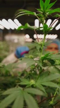 İçerideki kenevir bitkilerini budamaya çalışan profesyonel işçiler bir sürü yapay ışıkla büyüyorlar - FullHD Dikey