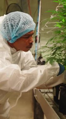 Bilimadamı, yasal bir iç tarım operasyonu olan FullHD Dikey Marihuana bitkilerini teftiş ediyor.