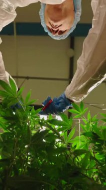 Hukuki bir mahsulde kenevir bitkilerini budamak için koruyucu tedbirler alan profesyonel bir işçi - FullHD Dikey