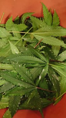 Çiftçi hasadı hasat ediyor marihuana yaprakları gülüyor ve onları bir fidanlıkta bir kovaya koyuyor.