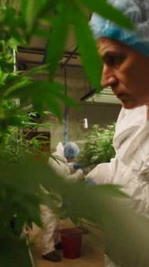 Hukuki Yetiştirme Tesisinde Tıbbi Kenevir Bitkilerine Bakım Görevlisi Profesyonel İşçi - FullHD Dikey