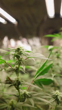 LED Yetiştirme Işıklarının Altında Gelişen Esrar Bitkileri İçerde Sağlıklı Büyümeyi Gösteriyor - FullHD Dikey