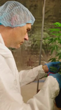 Özel üniformalı, tıbbi marihuana bitkileriyle ilgilenen profesyonel esrarkeş FullHD dikey
