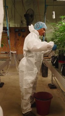 Marihuana yetiştirme ve işçiler bir depoda marihuana bitkileriyle ilgileniyorlar.