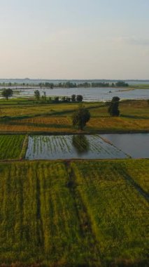 Yemyeşil, kısmen su basmış pirinç tarlaları güneş ışığını günbatımında yansıtıyor.
