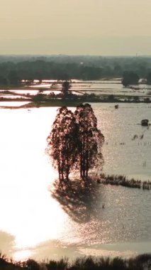 Kısmen sular altında kalmış ağaçlar ve su bitkileriyle dolu bir panorama.