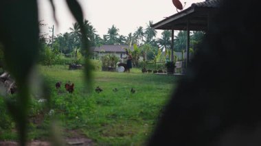 Evinin bahçesinde çalışan Asyalı bir çiftçiyi gagalayan tavuklar - 4K Yatay