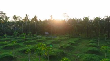 anten, açık hava, alternatif ağaç, orman, ev, gökyüzü, drone, yaşam tarzı, demiryolu, yaprak, yerel alan, dağ, doğal doğa, pasifik, manzara, palmiye ağacı, ulusal park, plantasyon, bitkiler, günbatımı, dallar, kırsal, vahşi