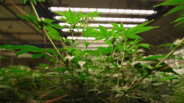 Kenevir bitkileri, steril kapalı tarım tesisi içinde öncü tarım ışıkları altında güçlü bir şekilde büyüyorlar.