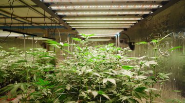 Kenevir bitkileri, kontrollü kapalı alan tarım sera tesisi içinde yoğun olarak büyüyen büyüyen büyüyen ışıklar.
