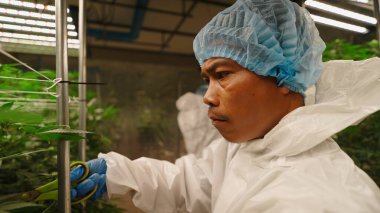 Esrar teknisyenleri, sera ortamında yetiştirme hassasiyetini koruyarak, marihuana bitkilerini dikkatlice buduyor.