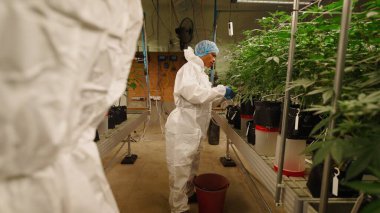 Kontrollü sera yetiştirme ortamı içinde esrar sativa fidelerini ele alan bilim işçisi