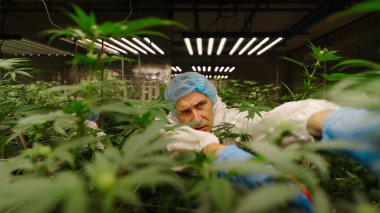 Kontrol altındaki hidroponik serada gelişen esrar bitkilerini kontrol eden araştırmacı