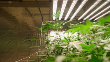 Gelişmekte olan kenevir bitkileri, kontrollü bir kapalı tarım ortamında büyüyen ışıkların parıltısı altında güneşlenirler.