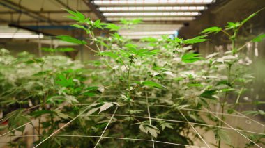 Önde gelişen esrar filizleri, kapalı alanda kontrollü hidroponik tarım ortamında büyüyen ışıklar oluşturur.
