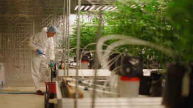 Koruyucu ekipman giyen bilim adamı hidroponik seranın içinde tıbbi kenevir bitkileri yetiştiriyor.