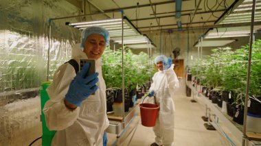Kapalı bir hidrofonik çiftlikte büyüyen esrar bitkileriyle ilgilenen işçiler