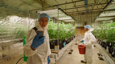 Esrar yetiştirme işçileri santralleri izliyor, hidroponik tarım sulama sistemi yakınlarındaki akıllı telefon kullanarak büyümeyi kontrol ediyor