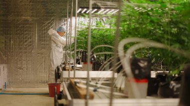 Kontrollü hidroponik sera ortamında yetiştirilen kenevir sativa bitkilerini inceleyen araştırmacı