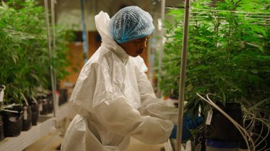 Sera laboratuarında marihuana ekimini izleyen araştırmacı.