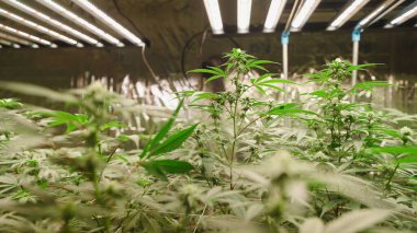 Kurşunlu büyüyen kenevir bitkileri ışık üreterek, kapalı alanda kontrol edilen tarım ortamında hassas tarım teknolojisi sergilemektedir.