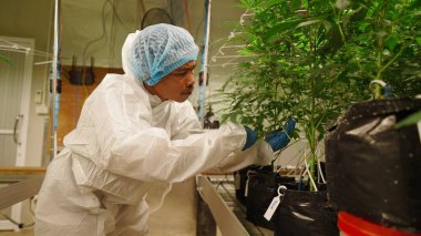 Steril laboratuvar serasında yetiştirilmiş kenevir sativa bitkileri üzerinde çalışan bir araştırmacı