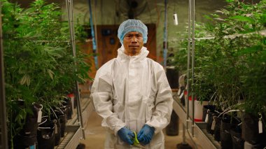 Marihuana bitkilerini dikkatlice inceleyen, seradaki yaprakları budayan koruyucu ekipmanlı esrar üreticisi.