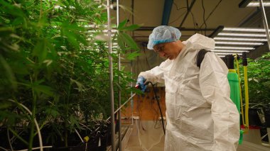 Tıbbi kenevir teknisyenleri, kontrollü tarım tesisinde çiçeklenme tesislerini ilaçlıyor.
