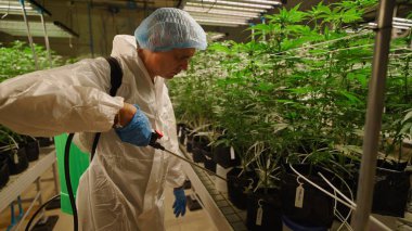 Hidroponik sera çevresindeki esrar bitkilerini ilaçlayan koruyucu ekipman teknisyeni
