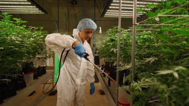 Kontrollü sera ortamında marihuana yetiştirmeyi inceleyen teknisyen