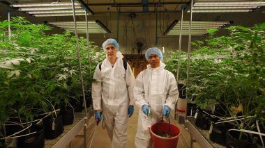 Teknisyenler, kontrollü hidrofonik tarım ortamında öncü aydınlatma altında marihuana bitkisini inceliyorlar.