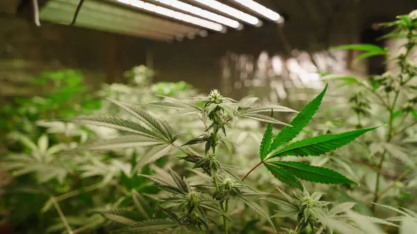 Kenevir bitkileri, ışık altında güçlü bir şekilde büyüyerek, kapalı alanda kontrollü tarım ortamında yemyeşil yapraklar ortaya çıkarırlar.