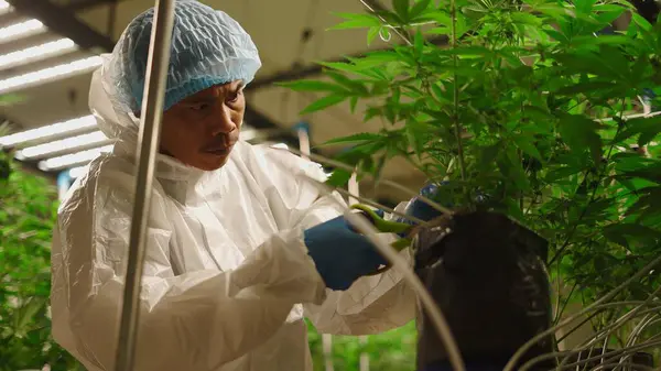 Kenevir çiftçisi, yeşil marihuana bitkilerini sera ekimi ortamında dikkatlice buduyor