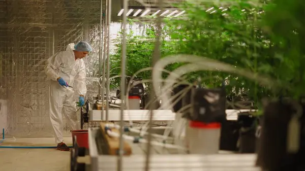 Koruyucu ekipman giyen bilim adamı hidroponik seranın içinde tıbbi kenevir bitkileri yetiştiriyor.