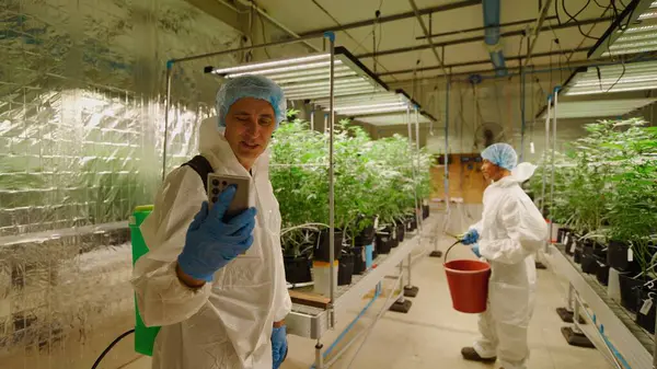 Esrar yetiştirme işçileri santralleri izliyor, hidroponik tarım sulama sistemi yakınlarındaki akıllı telefon kullanarak büyümeyi kontrol ediyor