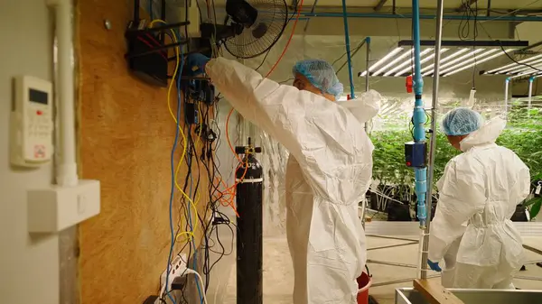 Tehlikeli madde teçhizatı giyen teknisyenler esrar yetiştirme ortamını kontrol ediyor, sera ortamında büyüyen bitkileri denetliyorlar