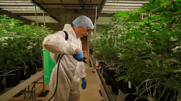 Esrar teknisyenleri modern hidroponik serada yetişen marihuana bitkilerine su püskürtüyor.