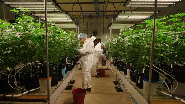 Esrar sativa bitkileri, kontrollü hidrofonik tarım ortamında steril koruyucu ekipman araştırmacıları tarafından bilimsel olarak değerlendirilmektedir.