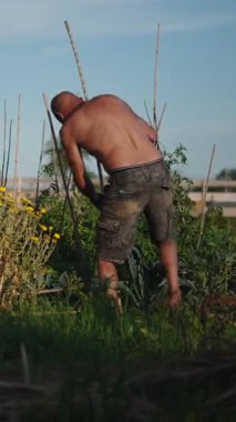 Şehirdeki sebze tarlasının yakınındaki bahçe işleri sırasında sırtından zorlanan gömleksiz bir adam.
