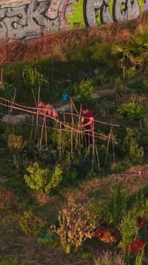 Kentsel bahçe ortamında tırmanma tesislerini destekleyen ahşap kafesler inşa eden çiftçiler