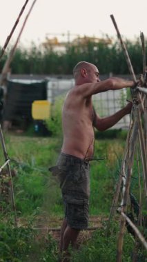 Kel çiftçi, bir şehir bahçesinde bitkileri için ahşap bir destek yapısı inşa ediyor.