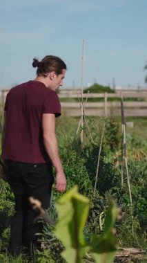 Bahçedeki sebzeleri denetleyen genç bir çiftçi.