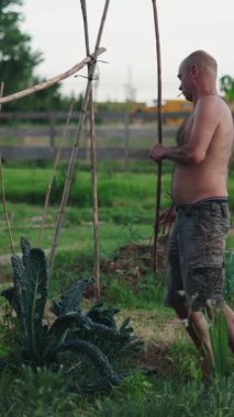 Gömleksiz çiftçi fabrika desteği kuruyor, kompakt kentsel tarım ortamında çalışıyor.